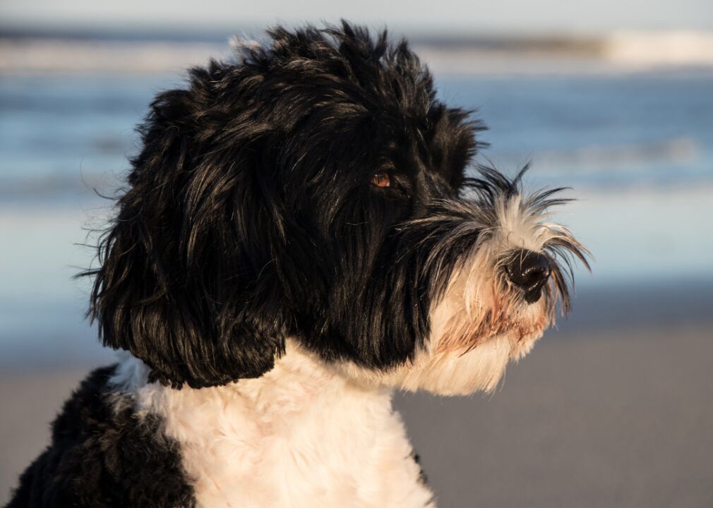 Portuguese water dogs